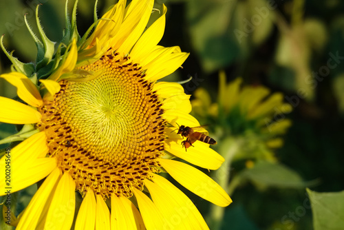 ถัดไป
Close-up of a vibrant sunflower with a honey bee collecting nectar under natural sunlight and blue sky background. Concept of nature, pollination, and summer season.