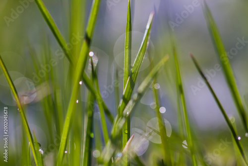Green grass with drops.