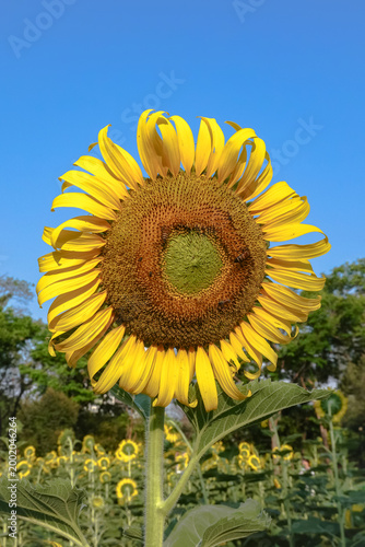 Close- up of a bright yellow sunflower blooming under clear blue sky in a field, captured in natural sunlight. The vibrant petals and detailed seed head create a fresh and lively summer atmosphere.