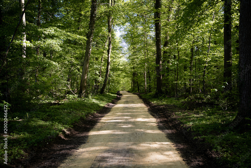 Obraz premium new path in the forest