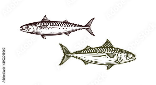Silhouette of a mackerel. Emblem created by hand. Block print or stamp featuring seafood. Art depicting marine life. Asset for packaging or label design. Vector illustration on a clear background.