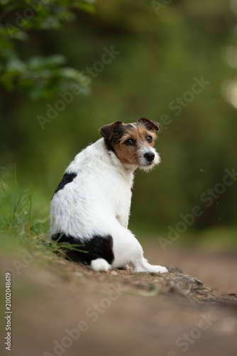 Quadro em tela A Jack Russell Terrier dog with white fur and black patches sits on a brown dirt path