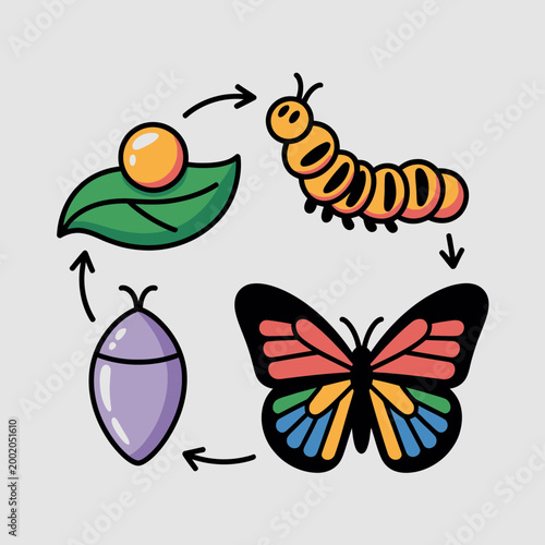 Butterfly Life Cycle Stages Metamorphosis
