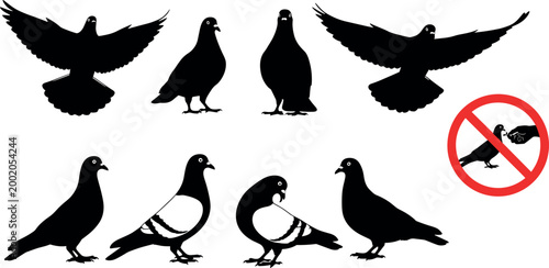 Pigeon silhouette collection with flying and standing bird poses and prohibition symbol, urban wildlife vector illustration set