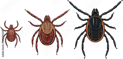Tick insects collection featuring different sizes and species with detailed anatomy isolated in realistic flat vector illustration set