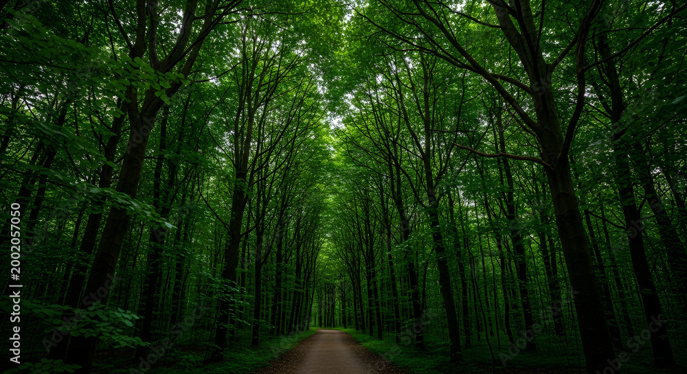 Obraz premium Green forest path with tall trees