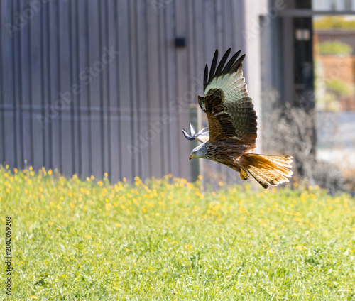 red kite Hawk flying over green grass with flowers in a sunny area near a building around midday