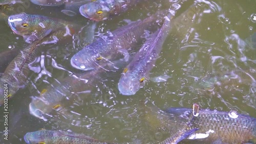 Pond fish are fed in cities according to Buddhist tradition. Chinese carp and catfish in the city pond. China. Xining.