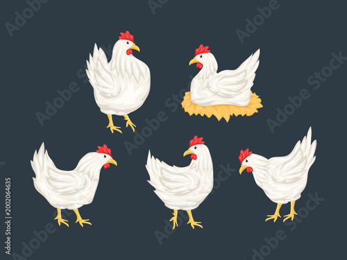 White Chicken Illustration Adult Hen Poultry Vector for Farm Agriculture and Food Design