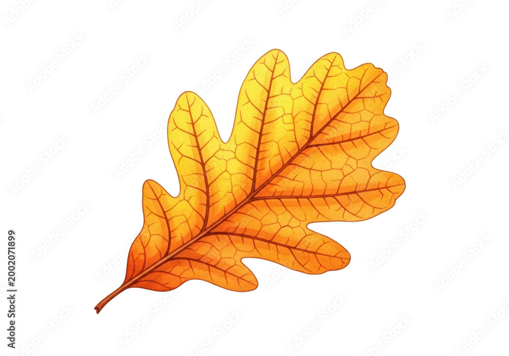 Fototapeta premium A single, perfectly formed autumn oak leaf in yellow-orange gradient with intricate brown veins, subtly curled, rendered in traditional watercolor illustration style against a transparent background