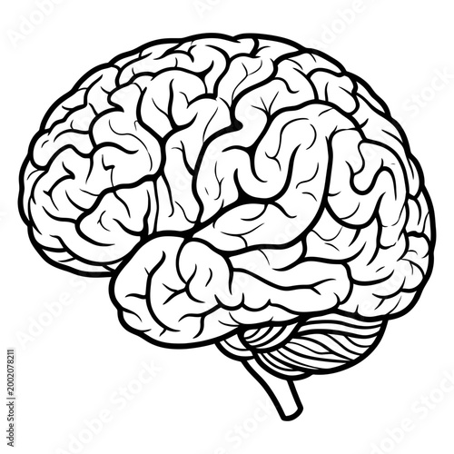 human brain vector illustration