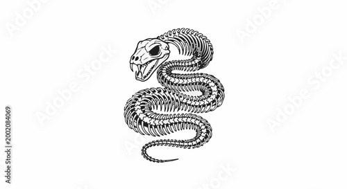 Intricate skeletal remains of a coiled snake, rendered in black and white line art