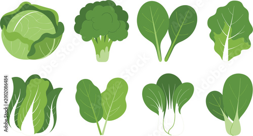 Professional vector illustration featuring a set of eight healthy green leafy vegetables and various cabbages.