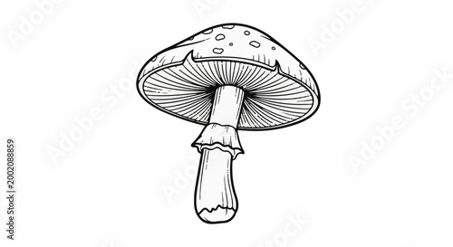 Line art illustration of a spotted mushroom with visible gills underneath
