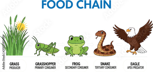 "Food Chain Diagram Featuring Grass, Grasshopper, Frog, Snake, and Eagle with Labels on Trophic Levels"