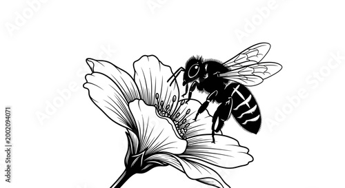 Black and white line art illustration of a honey bee pollinating a delicate flower on an isolated white background.