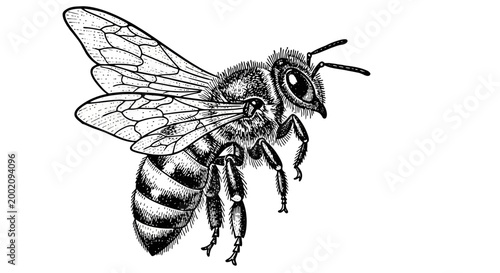 Close-up detailed sketch illustration of a honey bee on an isolated white background.