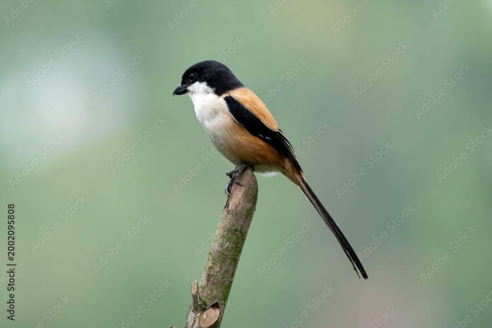 Obraz premium A black-capped bird perched on a branch, set against a soft green background
