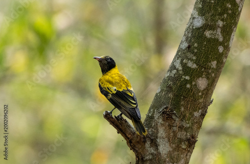 A yellow and black bird stands alert on a tree trunk, surrounded by natural surroundings