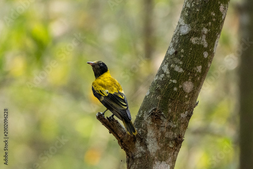A yellow and black bird perched on a tree trunk with nature in the background