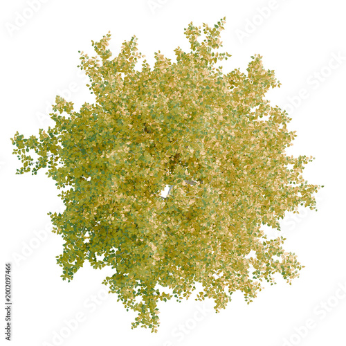 Canvastavla Betula papyrifera tree plan, top view, cutout, transparent background, isolate,