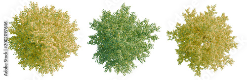 Konstfotografi Betula papyrifera tree plan, top view, cutout, transparent background, isolate,