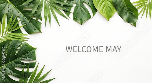 welcome may greeting card with tropical monstera leaves on white background