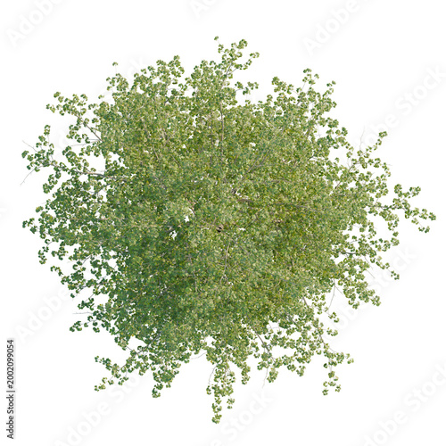 Obraz na plátně Populus balsamifera tree plan, top view, cutout, transparent background, isolate