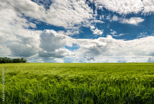 green wheat field during active ear growth, beautiful sky clouds
