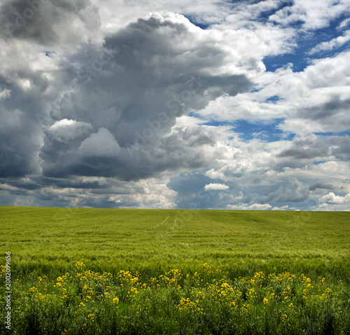Tableau sur toile rapeseed with bright yellow flowers in the foreground and a green field of cerea