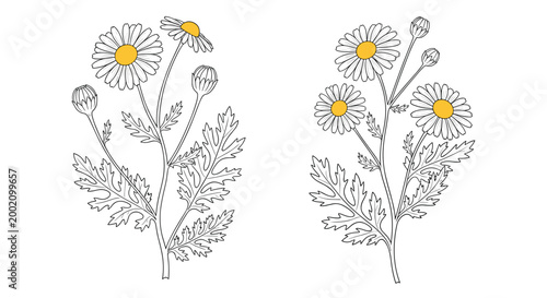 Delicate botanical line art of chamomile flowers with yellow centers and detailed green leaves for herbal tea and natural beauty product design.