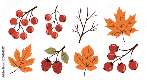 Autumn nature collection featuring various colorful fall leaves, branches, and clusters of red berries or rowan fruit.