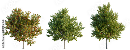 Fotografi Acer negundo tree, elevation, front view, cutout, transparent background, isolate, Autumn foliage with vibrant red and orange hues, perfect for seasonal design and nature themes