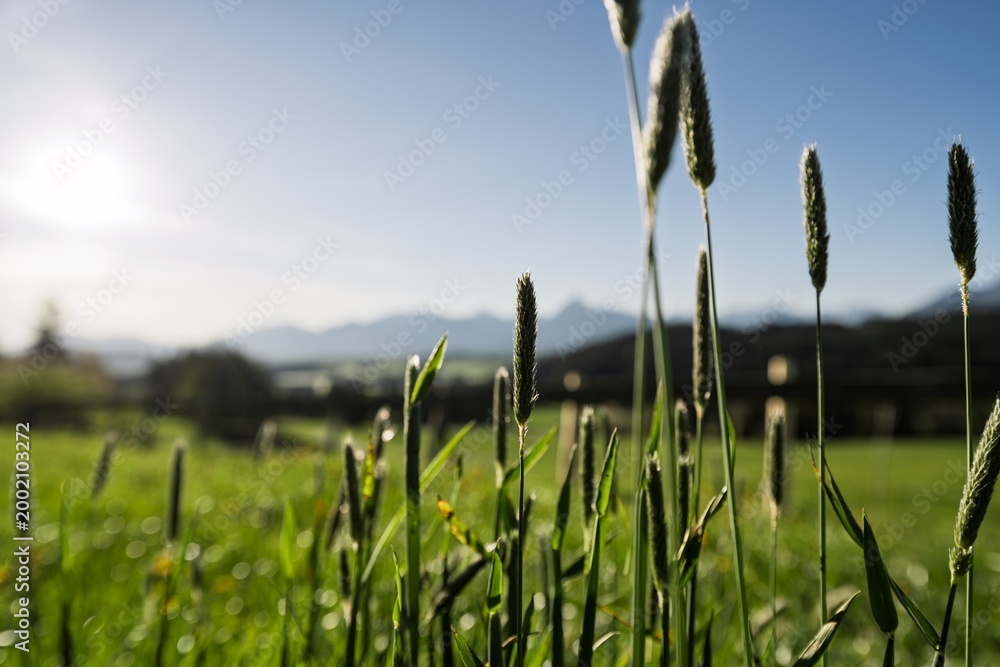 Obraz premium Close up of green grass stalks and wild ears in an Allgaeu meadow with blurred mountains and sunset sky in the background