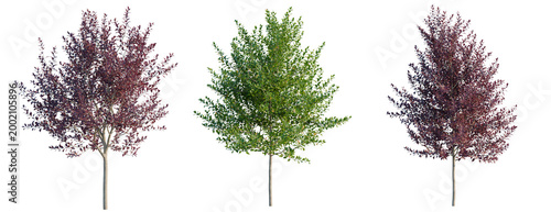 Foto Prunus virginiana tree, elevation, front view, cutout, transparent background, i