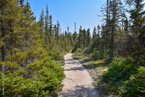 Foto Chemin traversant les épinettes noires de la taÏga de la Presqu'île de Penouille