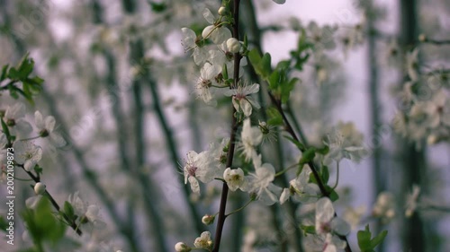 White cherry blossom tree flowers 