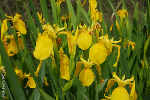 Iris pseudacorus Water Flag Yellow Flag Yellow Iris,flower petals detail