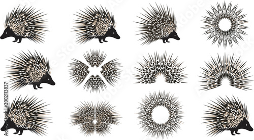 Foto Detailed Porcupine Hedgehog Silhouette With Sharp Quills Spine Pattern Vector Il