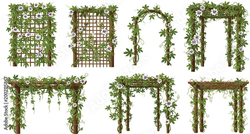Wooden Garden Trellis Arch Pergola Covered With Climbing Passion Flower Vines Vector Illustration Set