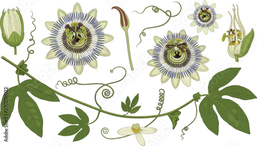 Detailed Passiflora Passion Flower Botanical Elements With Leaves And Vines Vector Illustration Set