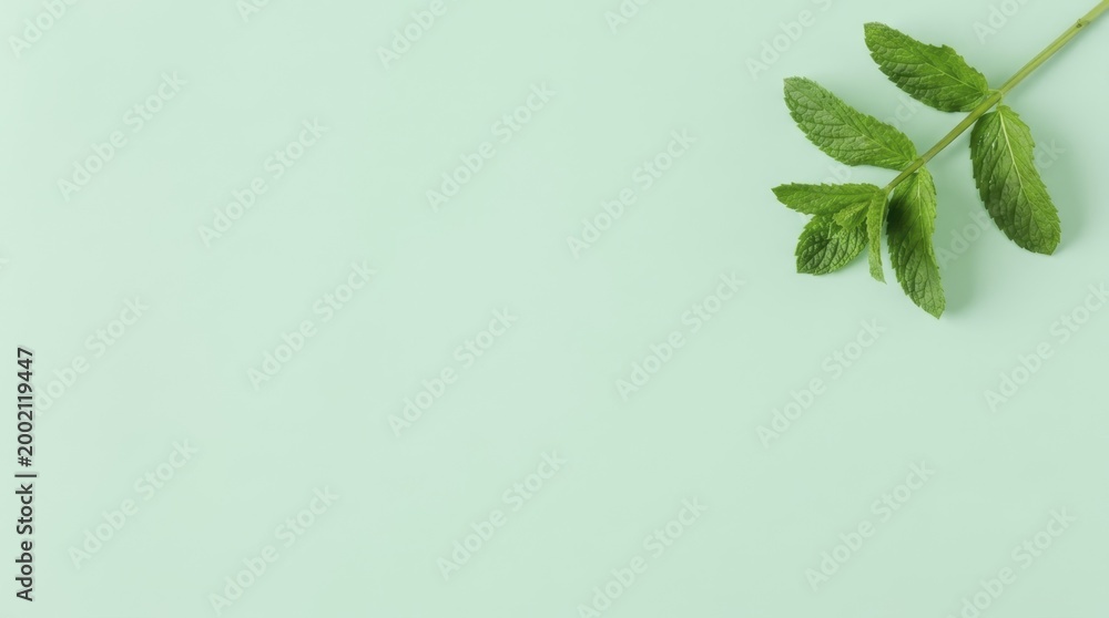Fototapeta premium Fresh green mint leaves on a light mint background for summer refreshment