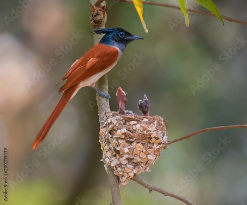 Photos Indian paradise flycatcher female taking care of chicks