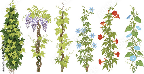 Vector illustration of climbing plants including ivy, wisteria, grapevine, morning glory, and flowering vines