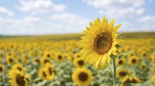 Single sunflower standing in a large agricultural field during summer