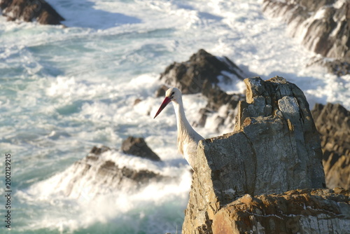 Storch auf Meeresfelsen, am Faro von Cavaleiro
