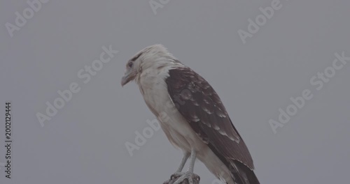 Aplomado Falcon in Tatacoa Desert, Colombia