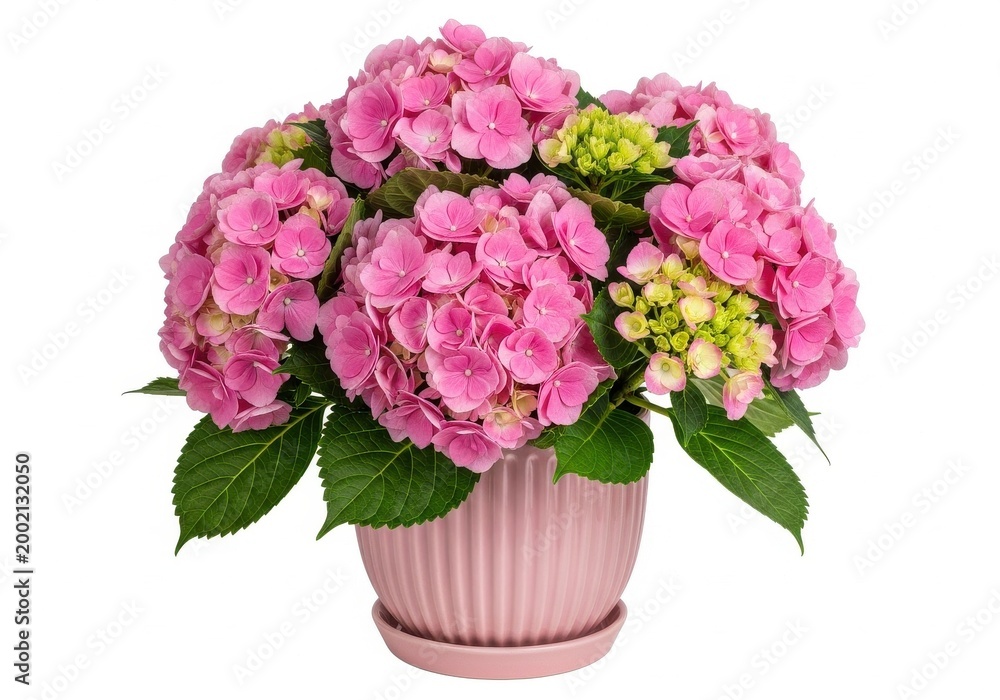 Obraz premium Elegant pink hydrangea bouquet in a pastel vase isolated on transparent background