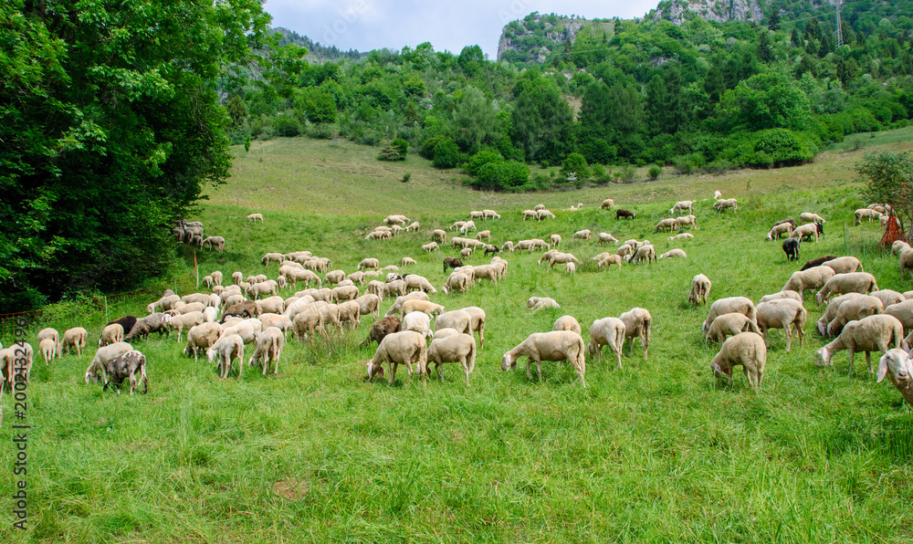 Fototapeta premium Large flock of sheep grazing on a green mountain meadow surrounded by forest and hills, capturing peaceful rural life and natural countryside.