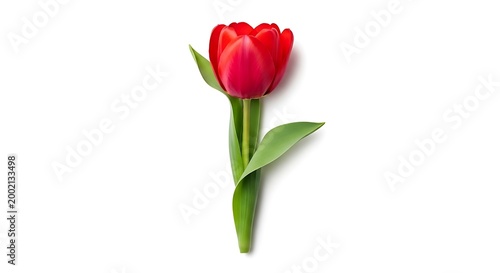 Single red tulip flower with green stem and leaves isolated on a clean white background cut flower decoration element isolated delicate decoration symbolism graceful